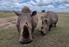 Breitmaulnashörner in der Ol Pejeta Conservancy © Foto: Jacqueline Korb | Outback Africa Erlebnisreisen