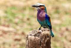 Gabelracke am Kariba-See © Foto: Marco Penzel | Outback Africa