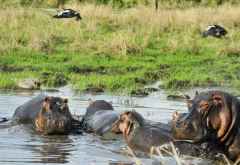 Flusspferde im Katavi Nationalpark &copy; Foto: Marco Penzel | Outback Africa