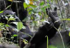 Schimpansen bei der Siesta im Mahale Nationalpark. &copy; Foto: Marco Penzel | Outback Africa