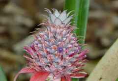Babyananas &copy; Foto: Angelika Krüger | Outback Africa