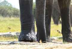 Camelthorn Lodge, Hide &copy; Foto: Ulrike Pârvu | Outback Africa