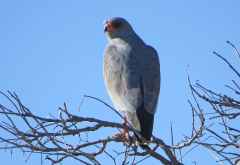 Graubürzel-Singhabicht (Dark Chanting Goshawk), Mahango Game Reserve &copy; Foto: Susanne Schlesinger | Outback Africa