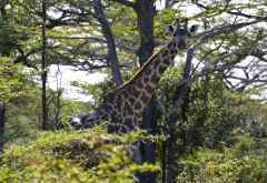 Selous Game Reserve, Giraffe &copy; Foto: Ulrike Pârvu | Outback Africa