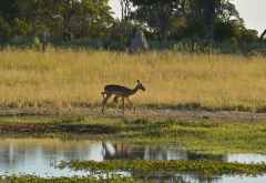 Impalas bei einer Morgenpirschfahrt, Abu Camp &copy; Foto: Ulrike Pârvu | Outback Africa