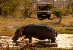 Pirschfahrt im Khwai Reservat, Botswana &copy; Foto: Marco Penzel | Outback Africa