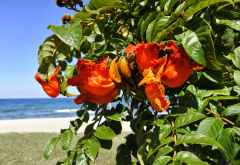 African Tulip - blühende Bäume am Strand des Malawi-Sees bei Chintheche &copy; Foto: Svenja Penzel | Outback Africa