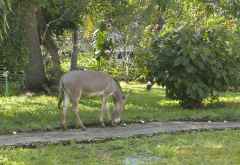 Temple Point Resort, Esel © Foto: Susanne Schlesinger | Outback Africa
