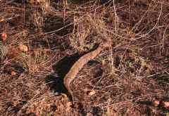 Puffotter am Wegesrand &copy; Foto: Doreen Schütze | Outback Africa