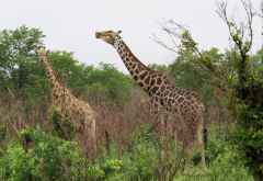 Giraffen in Moremi &copy; Foto: S.Schlesinger| Outback Africa