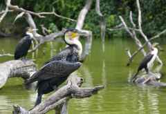 Kormorane am Lake Duluti &copy; Foto: Susanne Schlesinger | Outback Africa