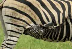 Trinkendes Zebrafohlen, Moremi &copy; Foto: Robert Schlesinger