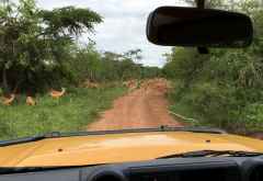 Straßenblockade durch Impalas &copy; Foto: Svenja Penzel @ Outback Africa