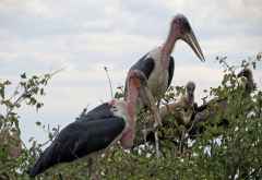 Marabus, Geierfütterung Victoria Falls Safari Lodge &copy; Foto: Susanne Schlesinger | Outback Africa