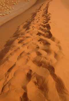 Spuren im Sand, Aufstieg zur Düne 45 &copy; Foto: Susanne Schlesinger | Outback Africa