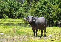 Selous Game Reserve, Büffel &copy; Foto: Ulrike P�rvu | Outback Africa