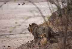 Löwen im letzten Abendlicht in South Luangwa &copy; Foto: Marco Penzel | Outback Africa