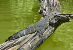 Waran beim Sonnenbad am Lake Duluti &copy; Foto: Susanne Schlesinger | Outback Africa