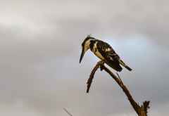 Selous Game Reserve, Graufischer (Pied Kingfisher) &copy; Foto: Ulrike Pârvu | Outback Africa