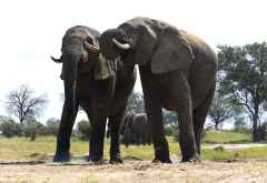 Camelthorn Lodge, Hide &copy; Foto: Ulrike Pârvu | Outback Africa