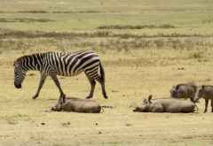 Zebra und Warzenschweine im Ngorongorokrater &copy; Foto: S.Schlesinger