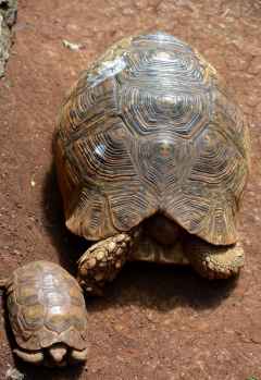 Giraffe Centre Nairobi,  Schildkröten &copy; Foto: Susanne Schlesinger | Outback Africa