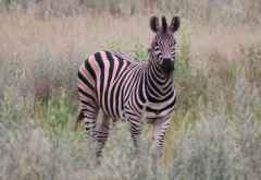 Zebras im Okavango-Delta, Pirschwanderung &copy; Foto: Robert Schlesinger