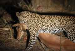 Nachtpirsch in Lower Zambezi: Leopard erlegt Impala &copy; Foto: Marco Penzel | Outback Africa