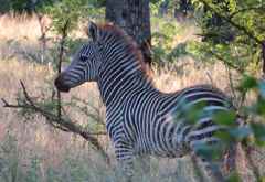 Zebrafohlen, Liwonde Nationalpark &copy; Foto: Susanne Schlesinger | Outback Africa