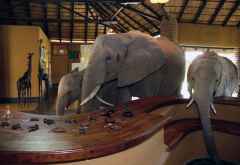 Elefanten an der Rezeption der Mfuwe Lodge, South Luangwa &copy; Foto: The Bushcamp Company