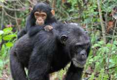 Schimpansen-Mutter mit Kind in Mahale. &copy; Foto: Marco Penzel | Outback Africa