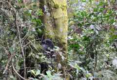 Erste Sichtung nach vielen anstrengenden Stunden Fußmarsch in Bwindi. &copy; Foto: Svenja Penzel | Outback Africa