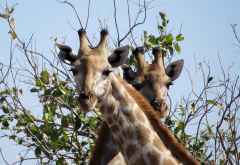 Giraffen, Moremi &copy; Foto: Susanne Schlesinger | Outback Africa