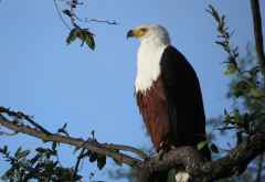 Schreiseeadler, South Luangwa Nationalpark &copy; Foto: Susanne Schlesinger | Outback Africa