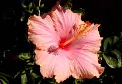Hibiskus &copy; Foto: Svenja Penzel | Outback Africa