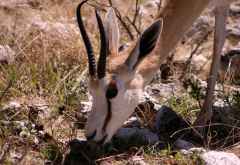 Springbock im Etosha Nationalpark © Foto: Doreen Schütze | Outback Africa