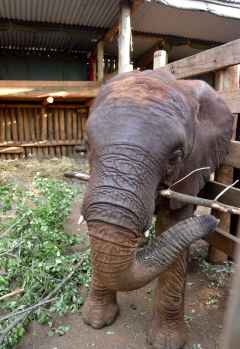 Rorogoi, Sheldrick Wildlife Trust &copy; Foto: Susanne Schlesinger | Outback Africa