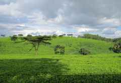Teeplantage, Satemwa-Estate, Malawi &copy; Foto: Susanne Schlesinger | Outback Africa