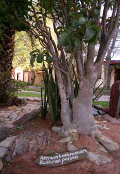 Namib Desert Lodge , beschriftete einheimische Pflanzen &copy; Foto: Doreen Schütze | Outback Africa