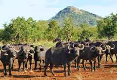 Büffel im Meru Nationalpark &copy; Foto: Marco Penzel | Outback Africa