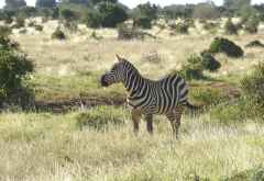 Tsavo Safari, Steppenzebra &copy; Foto: Susanne Schlesinger | Outback Africa