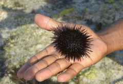 Seeigel, Sansibar © Foto: Angelika Krüger | Outback Africa
