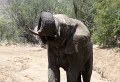 Elefant, Pilanesberg Nationalpark &copy; Foto: Jens Doering | Outback Africa