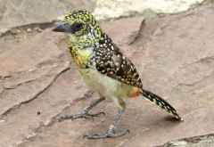 Bartvogel an einem Rastplatz in der Serengeti &copy; Foto: S.Schlesinger