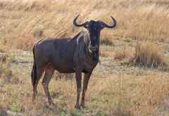 Pirschfahrt im Pilanesberg Nationalpark, Streifengnu &copy; Foto: Jens Döring | Outback Africa
