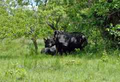 Nashorn-Begegnung im Ziwa Rhino Sanctuary &copy; Foto: Bettina Hochreiner