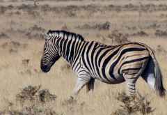 Steppenzebra im Etosha Nationalpark &copy; Foto: Heidi Lang