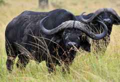 Büffel mit Madenhacker in der Massai Mara &copy; Foto: Marco Penzel | Outback Africa