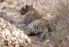 Pirschfahrt in Madikwe, Leopard &copy; Foto: Jens Doering | Outback Africa