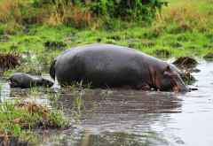 Flusspferdmutter mit Nachwuchs, Katavi Nationalpark &copy; Foto: Marco Penzel | Outback Africa